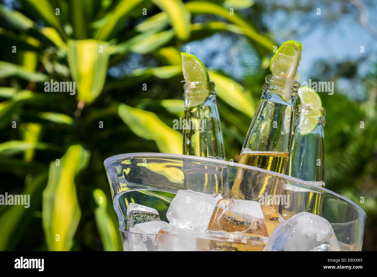 Les bouteilles de bière avec de la chaux dans un seau à glace dans l'environnement tropical Banque D'Images