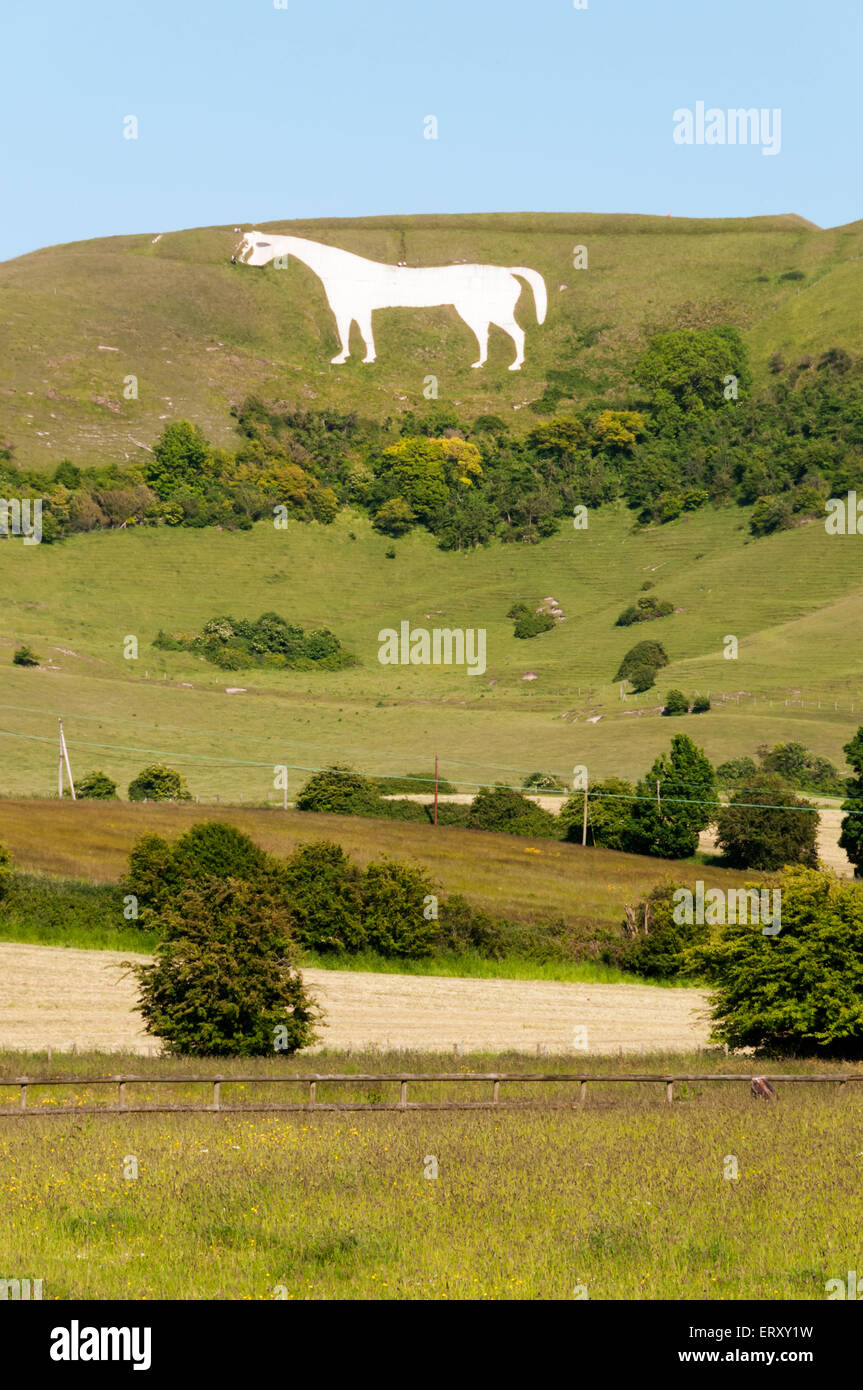Westbury White chalk cheval figure sur l'escarpement de la plaine de Salisbury dans le Wiltshire. Banque D'Images