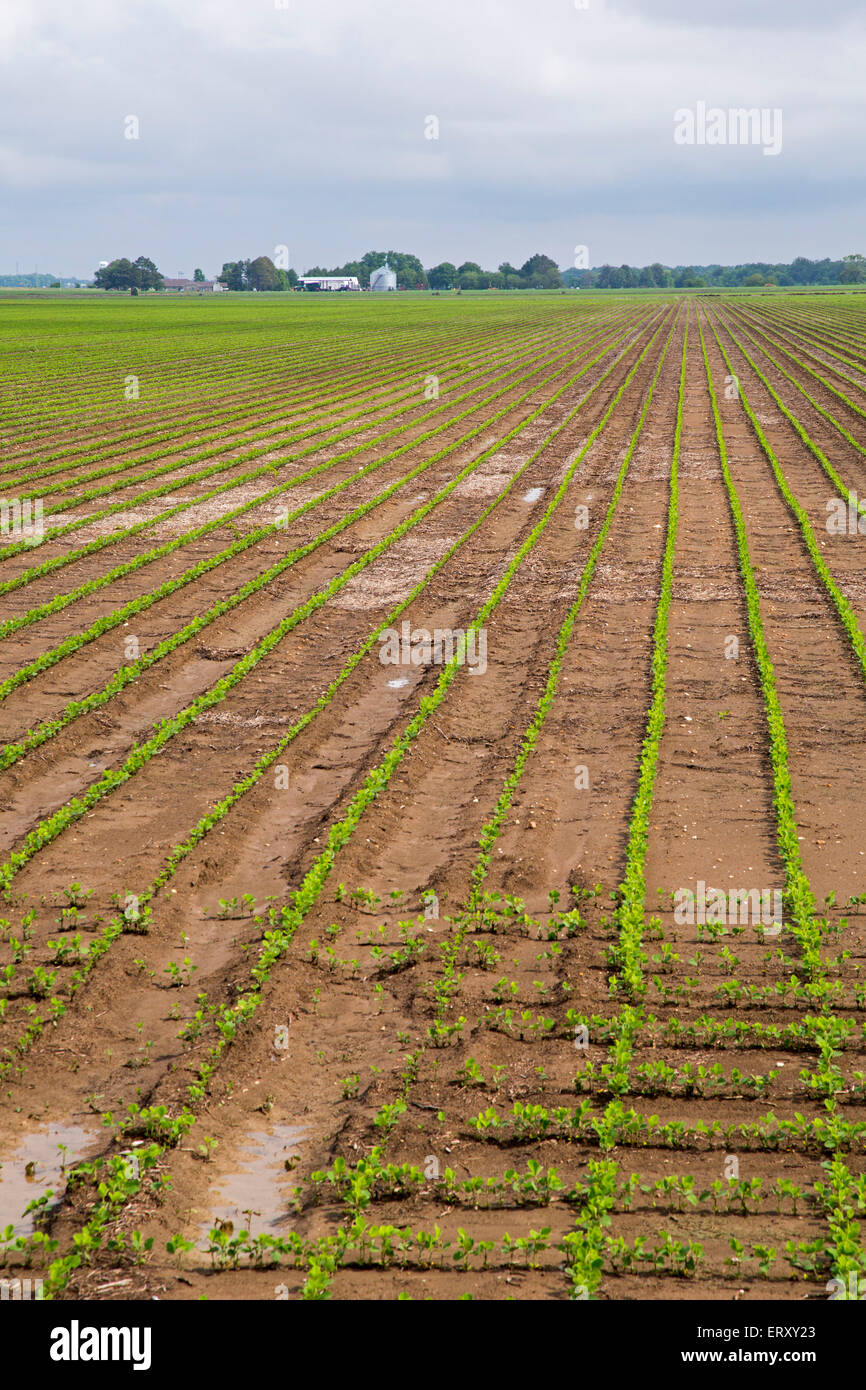 Clarksdale, Mississippi - Télévision terre agricole dans le Delta du Mississippi. Banque D'Images