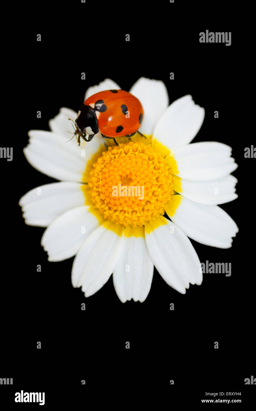 7-spot ladybug perché sur une fleur Banque D'Images