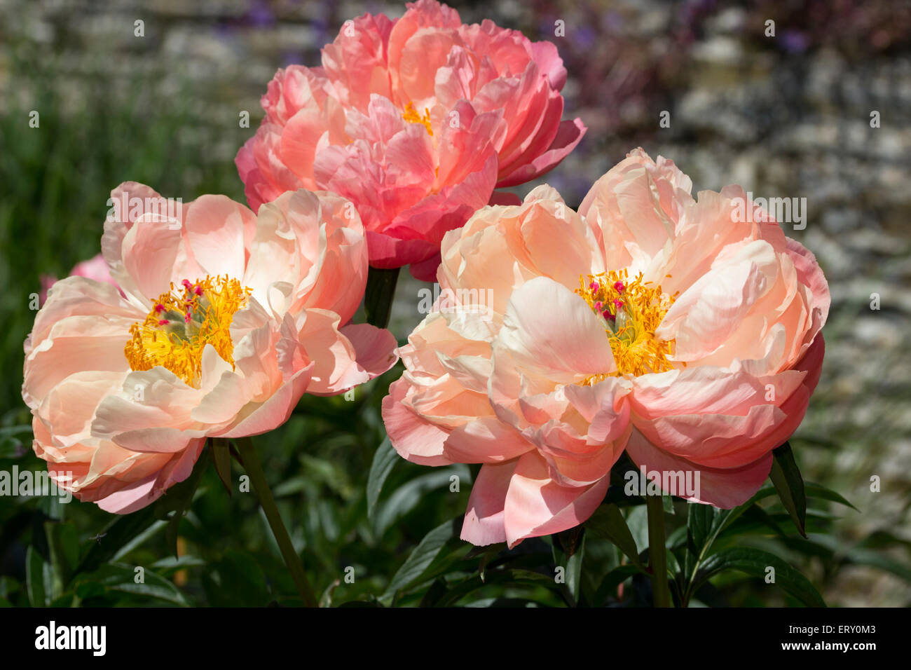 Fleurs ouvertes de l'hybride, la pivoine Paeonia 'Coral Charm' Banque D'Images