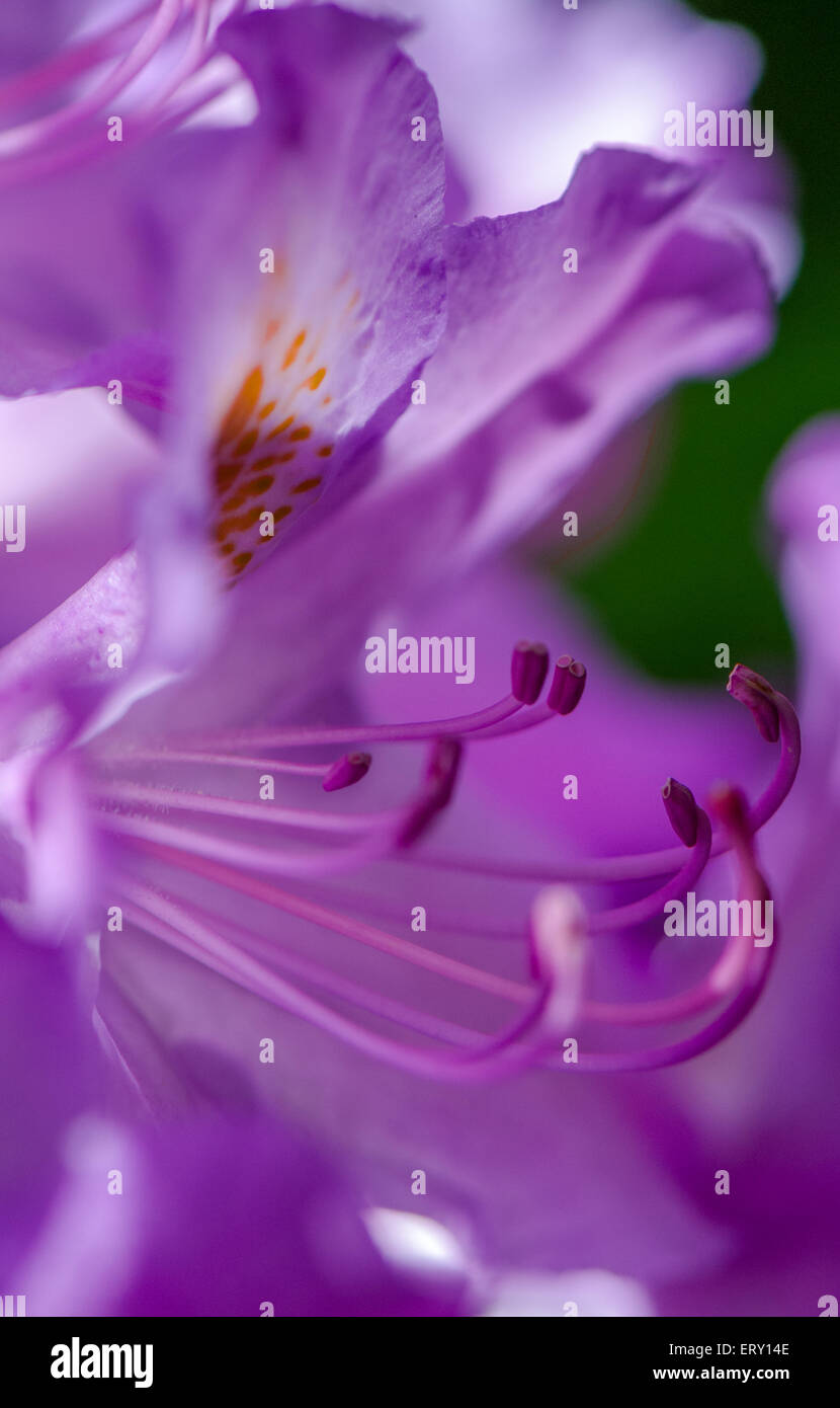 La fleur de la Wild Rhododendron un petit arbre ou un arbuste de la famille des bruyères Banque D'Images