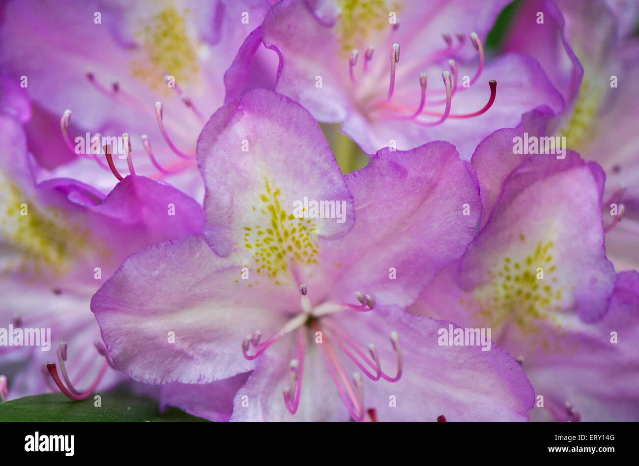 La fleur de la Wild Rhododendron un petit arbre ou un arbuste de la famille des bruyères Banque D'Images