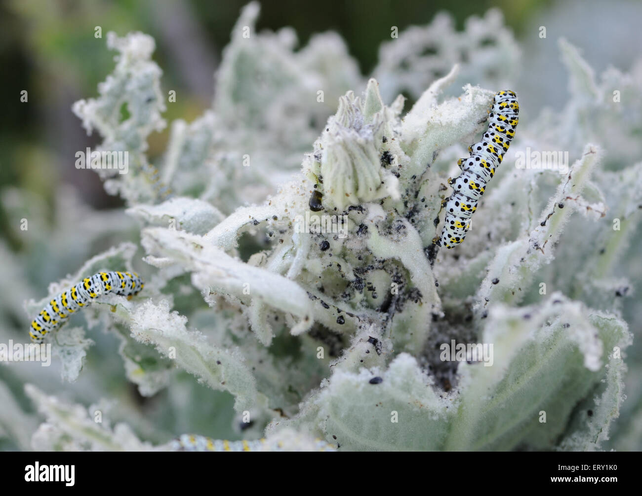 Les chenilles de papillon de molène (Cucullia verbasci) se nourrissent d'une grande usine de molène (Verbascum thapsus). Banque D'Images