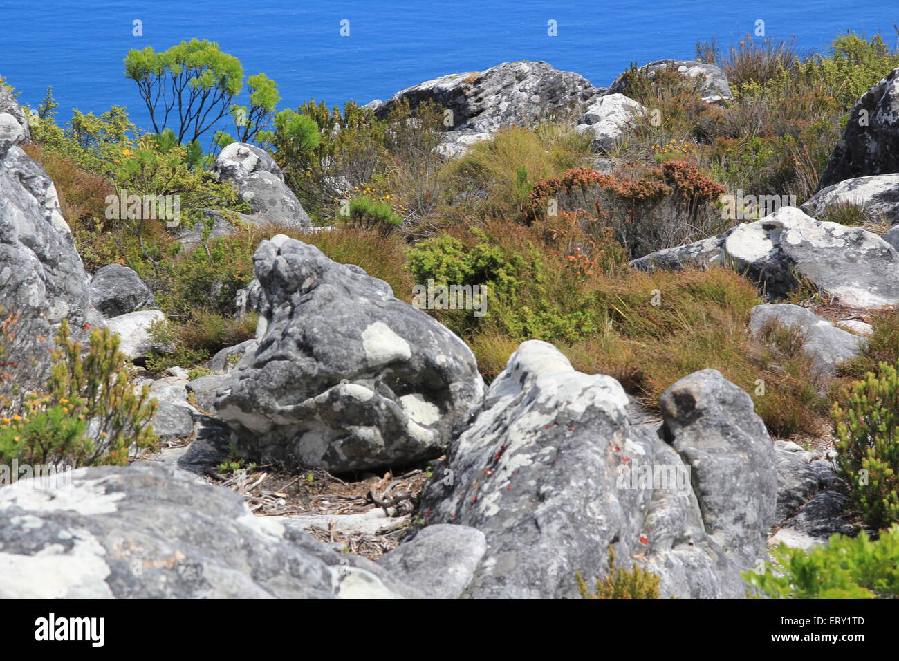 La biodiversité sur Table Mountain Cape Town Afrique du Sud Banque D'Images