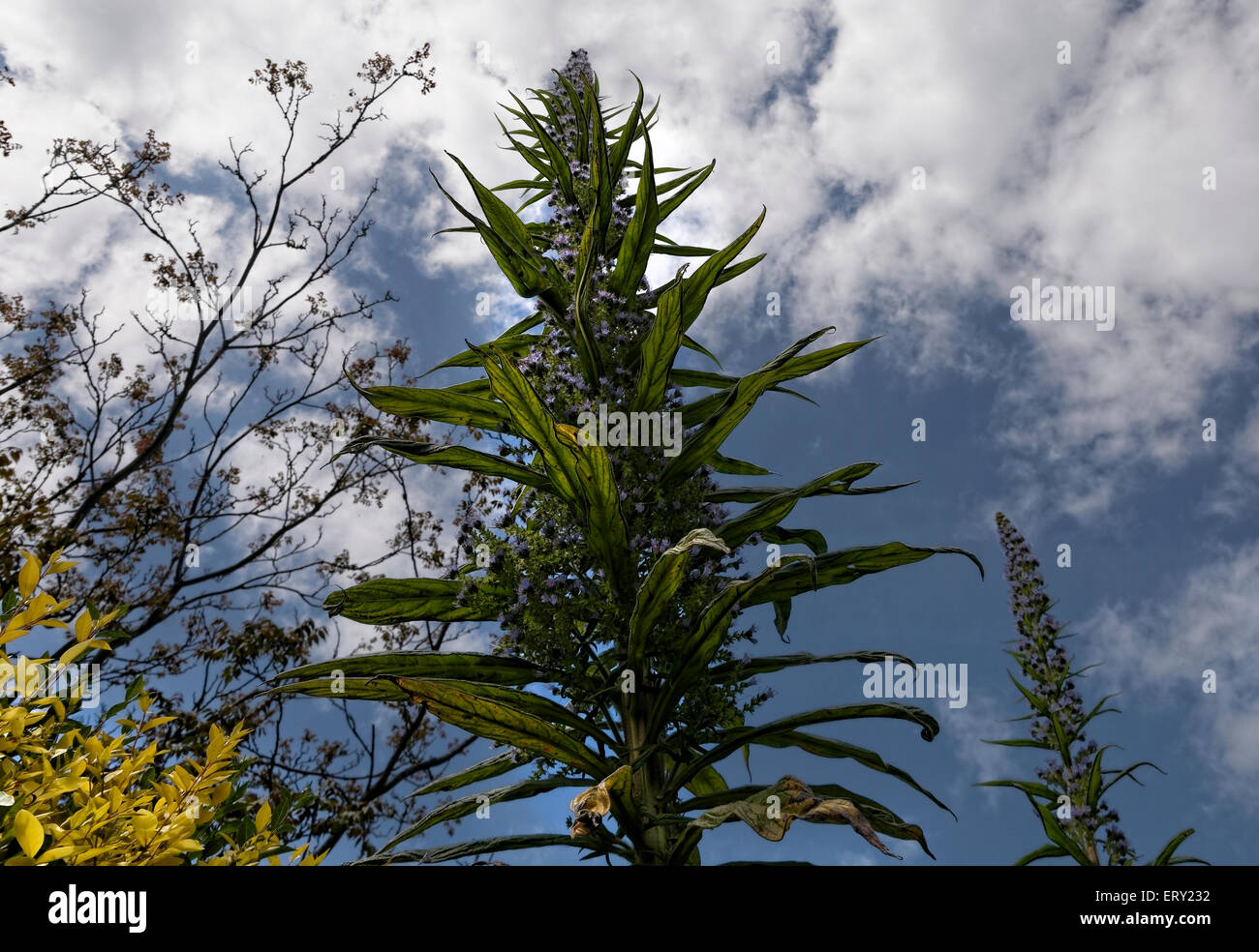Barton Manor, précédemment une résidence royale, est maintenant ouvert au pg;lic sur des journées portes ouvertes. Banque D'Images