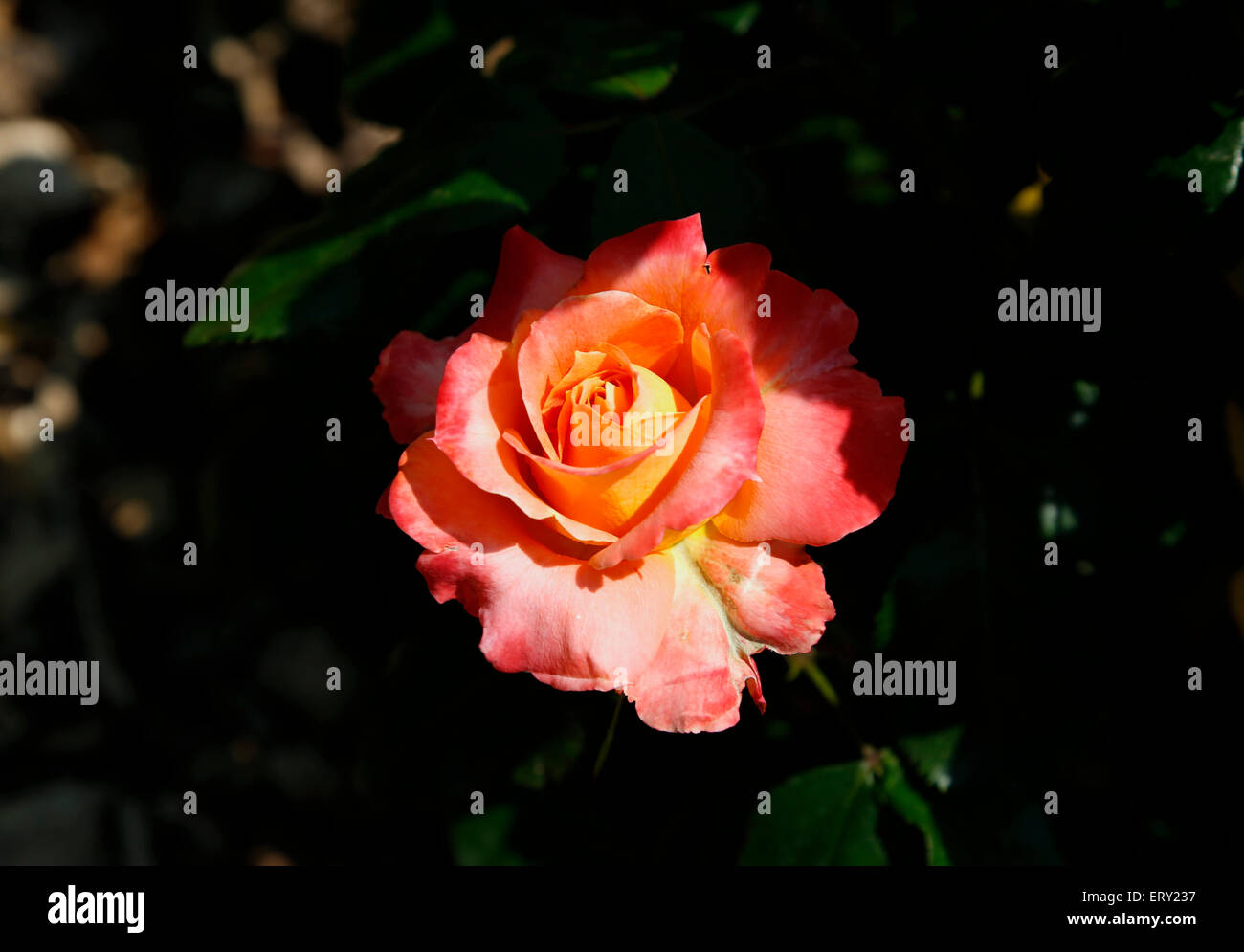 La poésie pure Rose est de couleur jaune-orange d'un diamètre d'environ 4 pouces. Banque D'Images