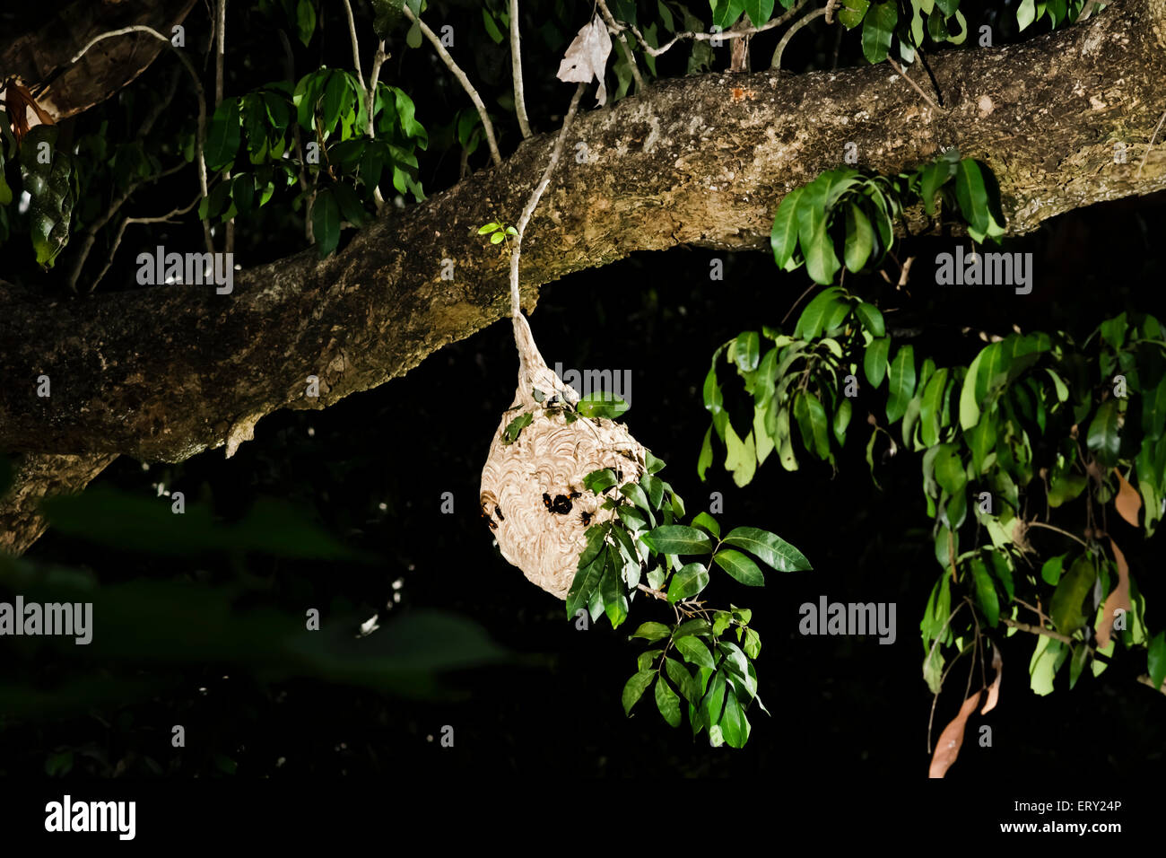 La guêpe sur l'arbre. Banque D'Images