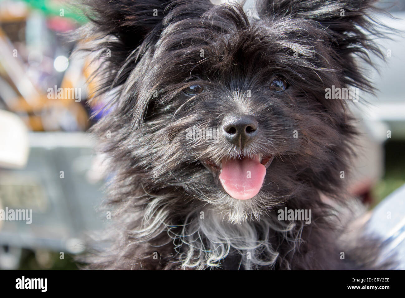 Jeune chien noir avec de grandes oreilles Banque D'Images