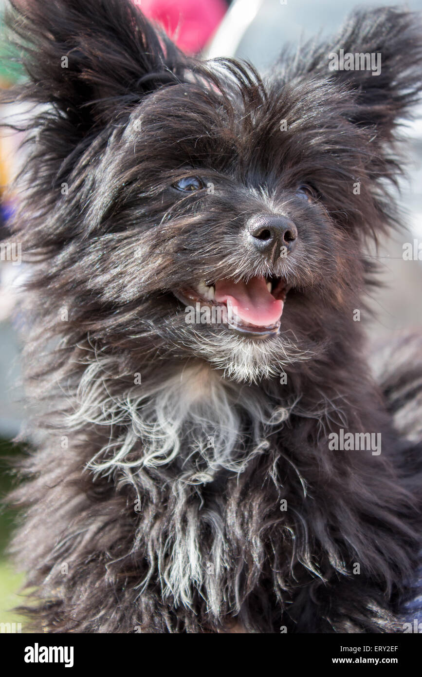 Jeune chien noir avec de grandes oreilles Banque D'Images