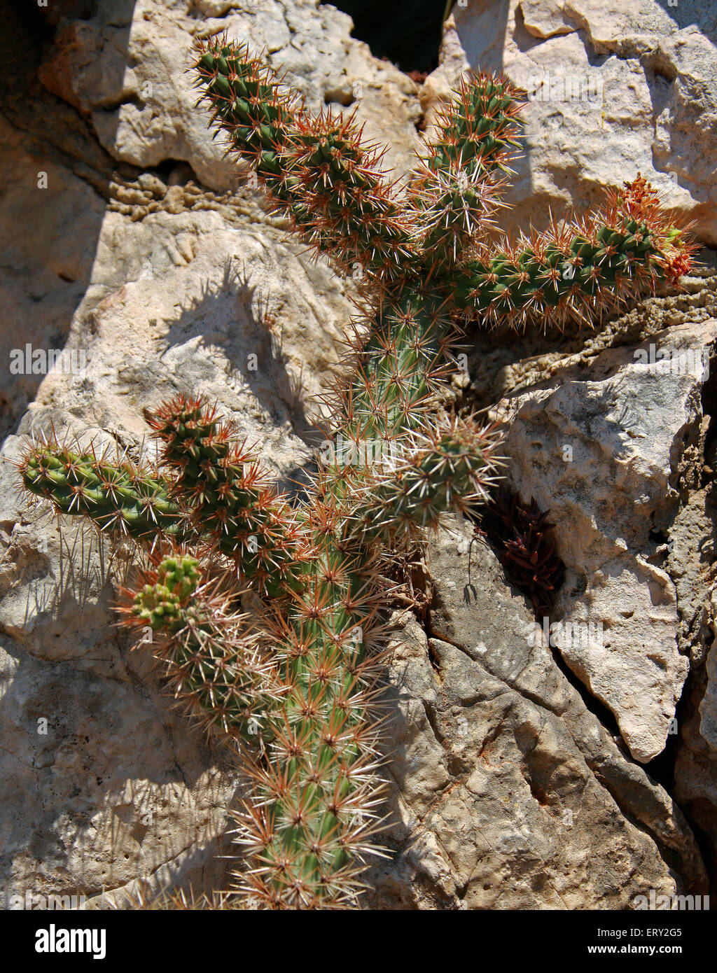 Cactus, Cylindropuntia spinosior, Cactaceae. Sud des États-Unis et au Mexique. Banque D'Images