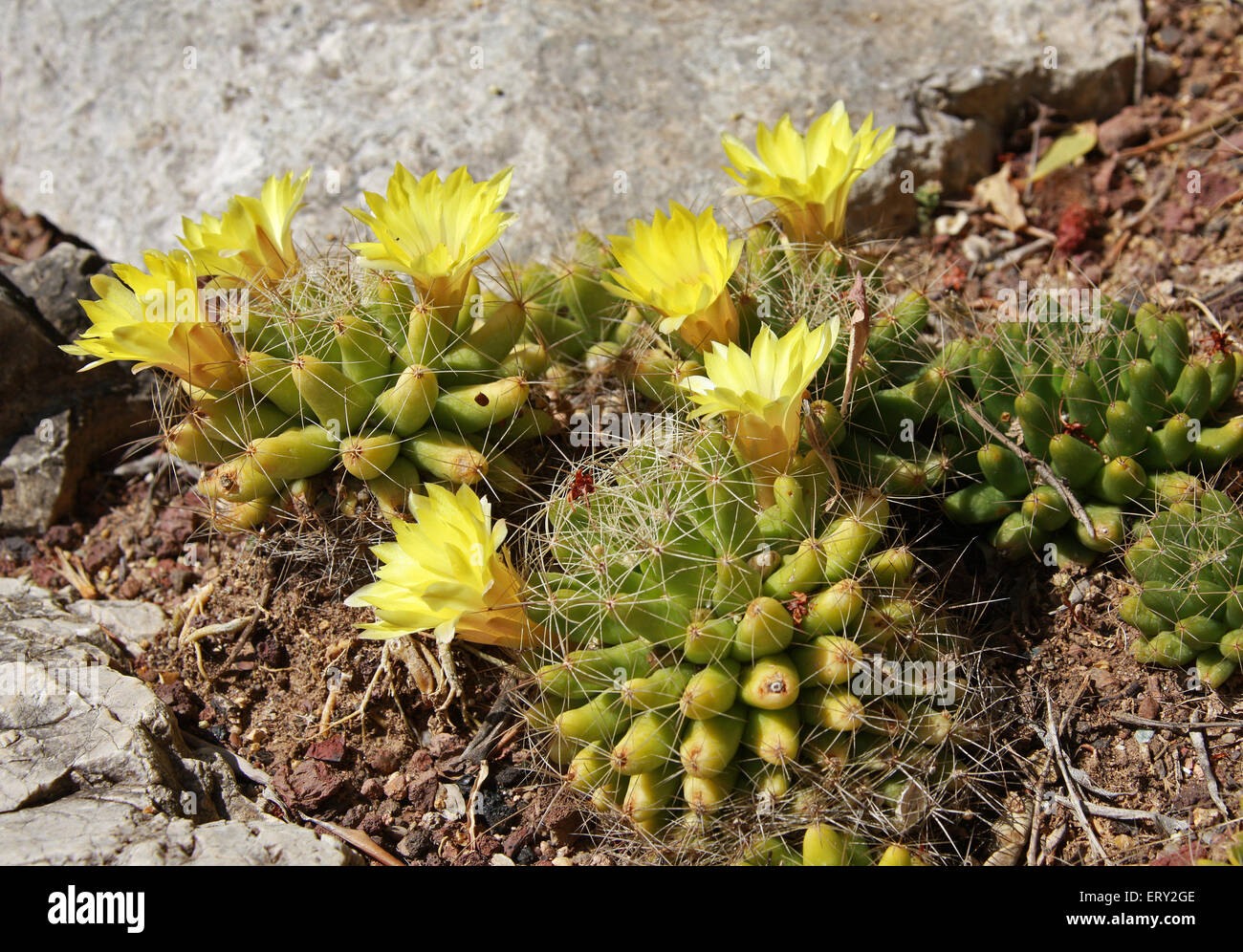 Cactus, Mammillaria longimamma, Cactaceae. Banque D'Images