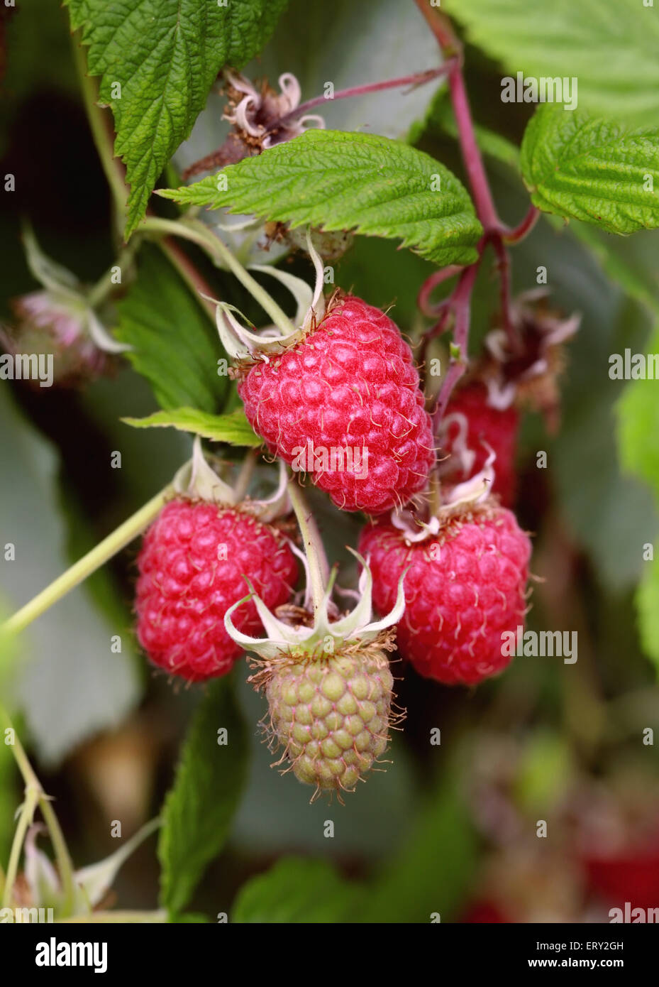 Les framboises rouges, Rubus idaeus cultivar hybride, Rosaceae. Banque D'Images
