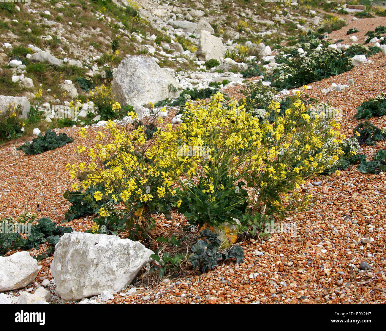 Chou sauvage, Brassica oleracea et la mer, kale Crambe maritima, Brassicaceae. Samphire Hoe, près de Douvres, dans le Kent. Banque D'Images