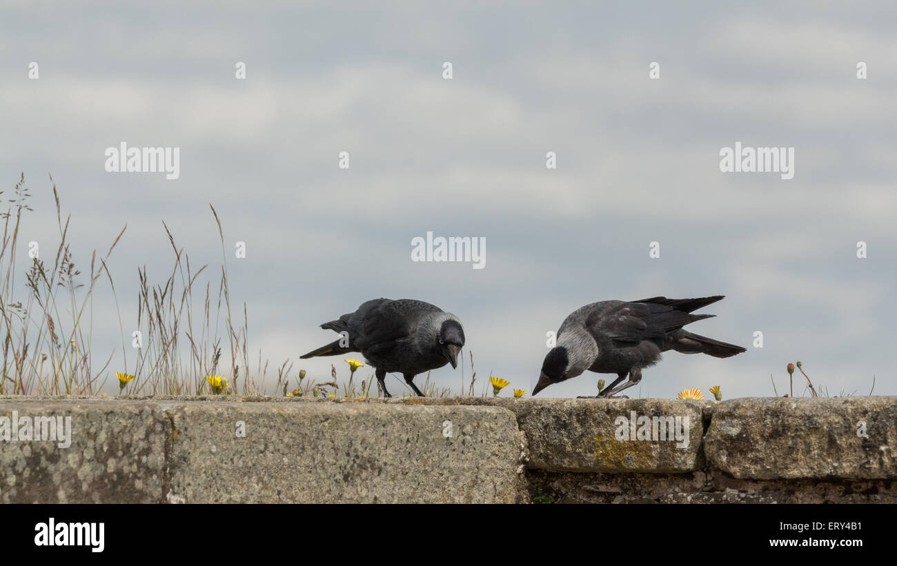 Les choucas - Corvus monedula - manger des fourmis en haut d'un mur extérieur du château de Stirling, Écosse Banque D'Images