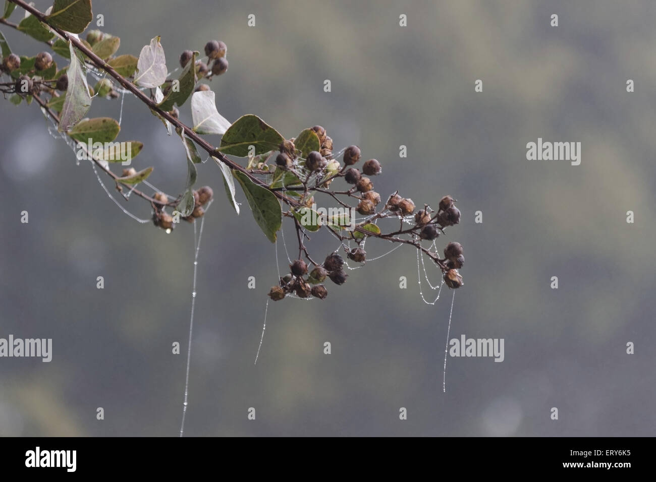 Spider web et les bourgeons sur Matin brumeux Banque D'Images