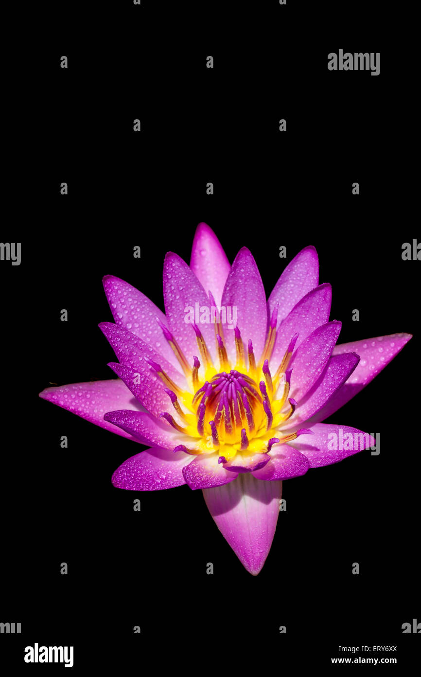 Purple Lotus nénuphar pour nature background Banque D'Images