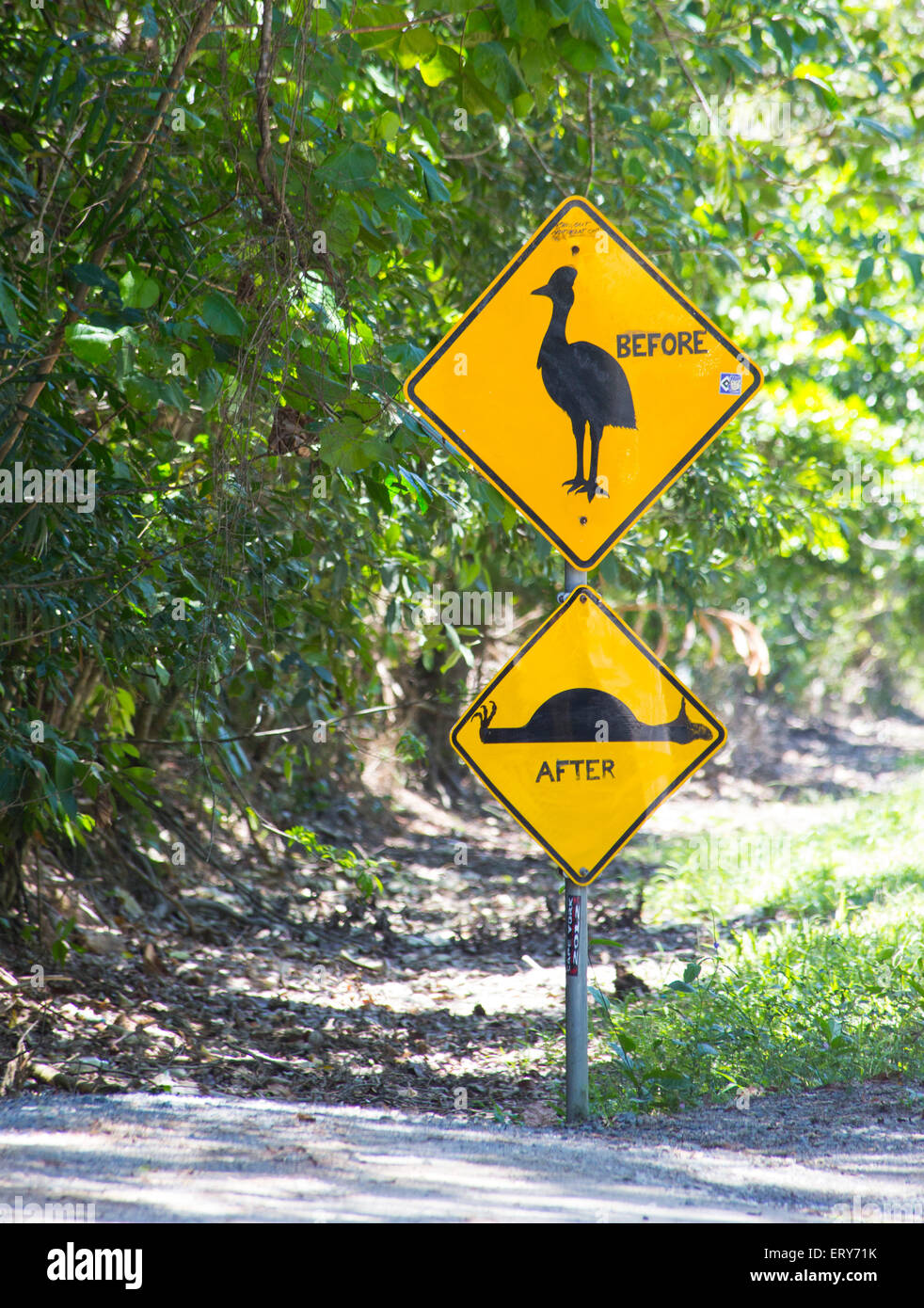 Signe de route Avertissement pour protéger le sud (Casuarius casuarius casoar) dans la région de Daintree, Queensland, Australie Banque D'Images