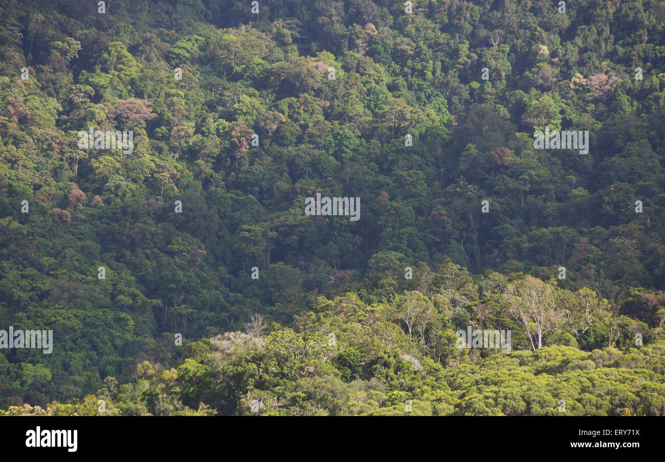 Des collines couvertes de forêt tropicale dans le parc national de Daintree, Queensland, Australie Banque D'Images