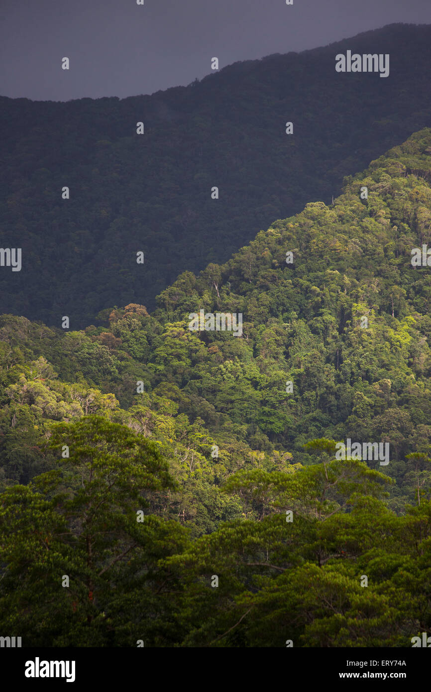Des collines couvertes de forêt tropicale dans le parc national de Daintree, Queensland, Australie Banque D'Images