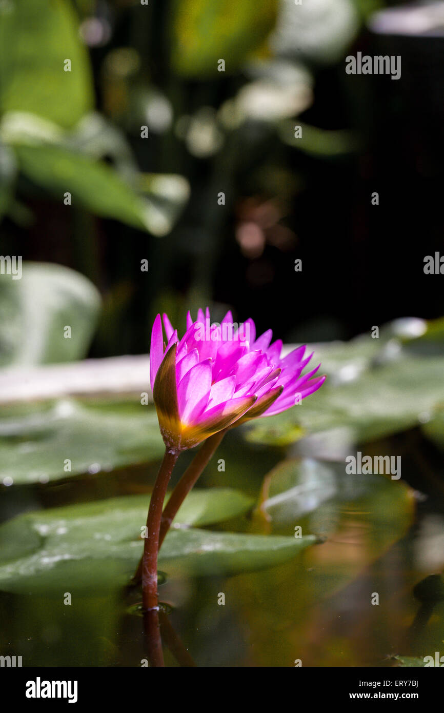Purple Lotus nénuphar pour nature background Banque D'Images