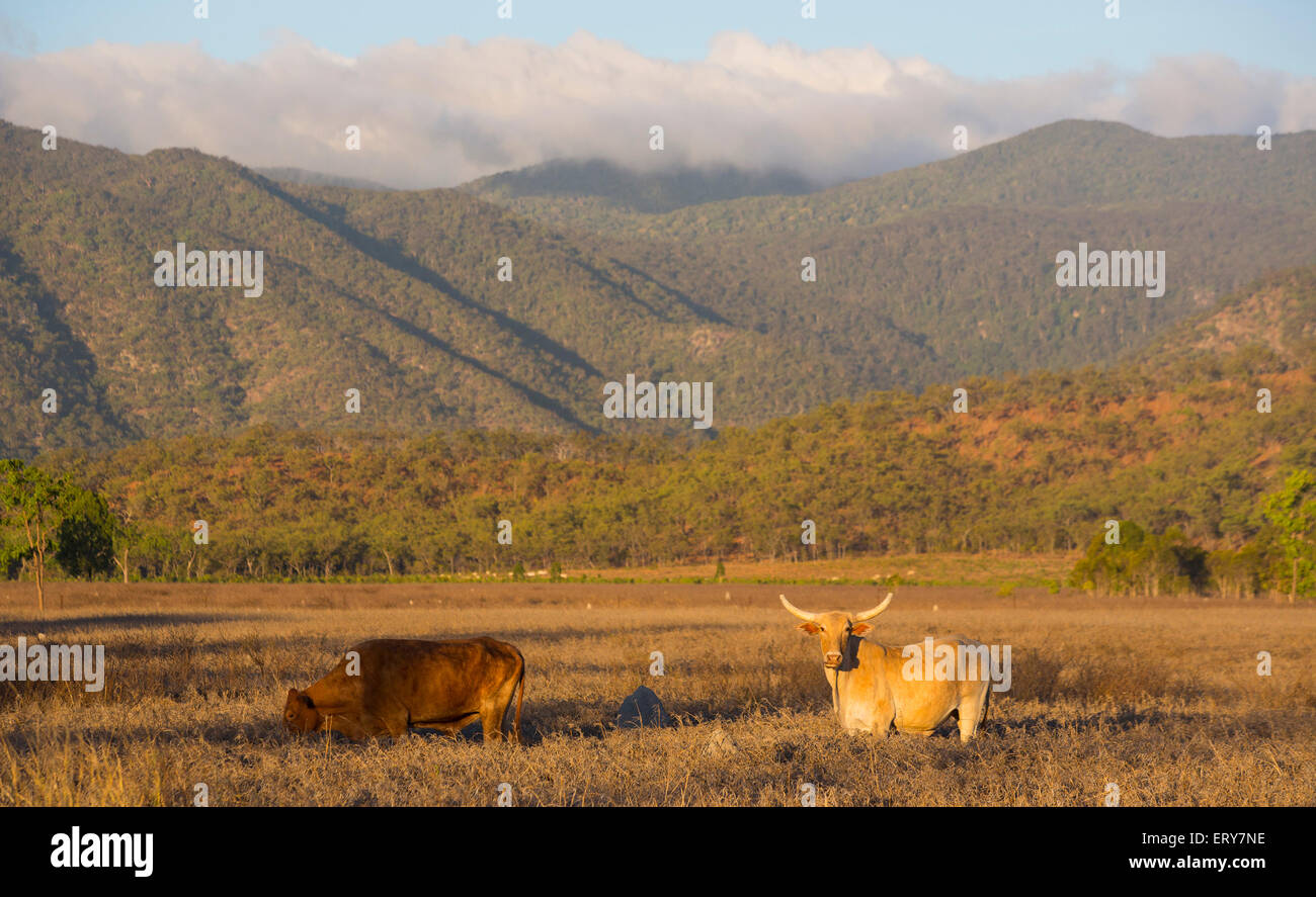 Champs de pâturage et les bovins avec le Mont Carbine Tablelands en arrière-plan, Queensland, Australie Banque D'Images