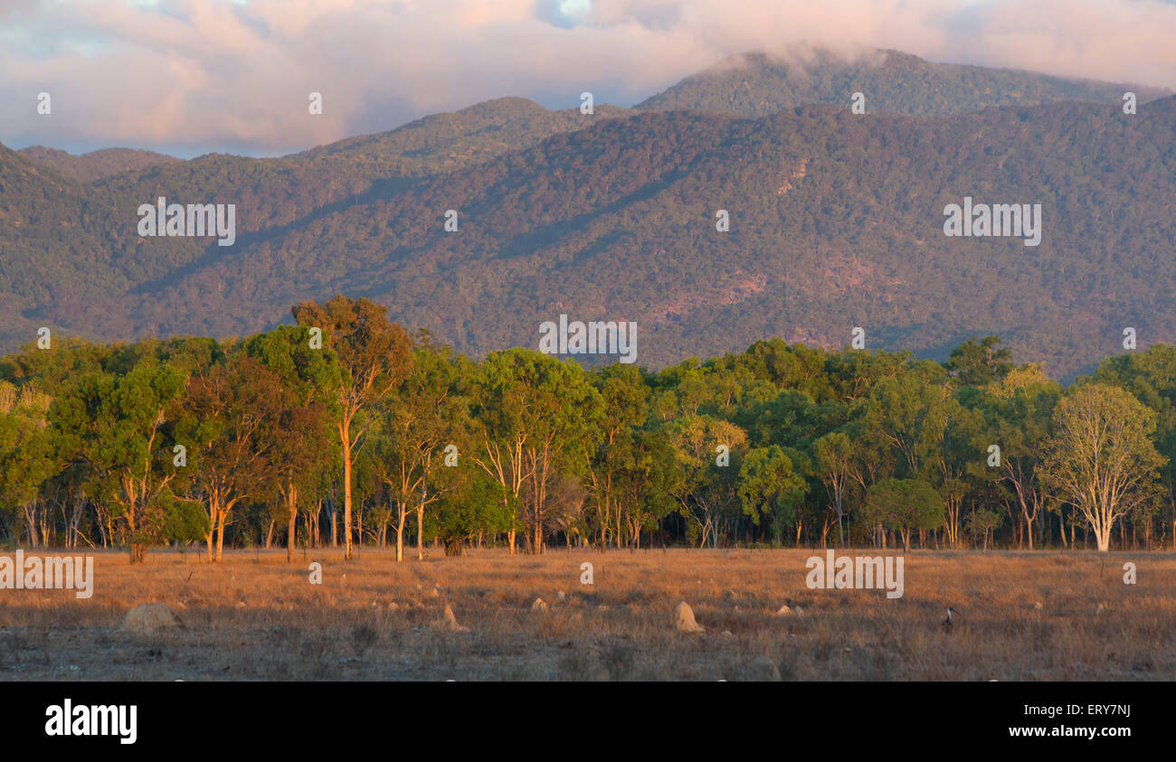 Champs de pâturage avec le Mont Carbine Tablelands en arrière-plan, Queensland, Australie Banque D'Images