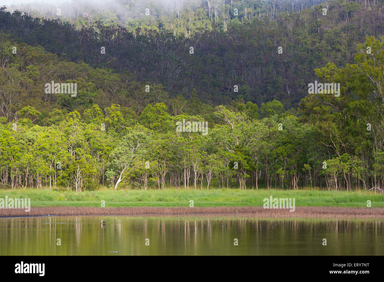 Hasties Swamp avec collines boisées en arrière-plan, Atherton Tablelands, Queensland, Australie Banque D'Images