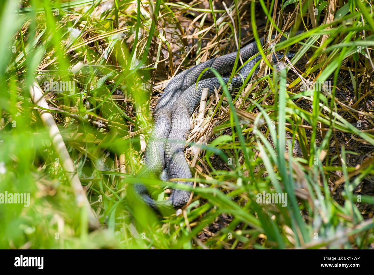 Une herbe noire-snake est l'exploration dans l'herbe reed près du Dniepr à Kiev la capitale de l'Ukraine Banque D'Images