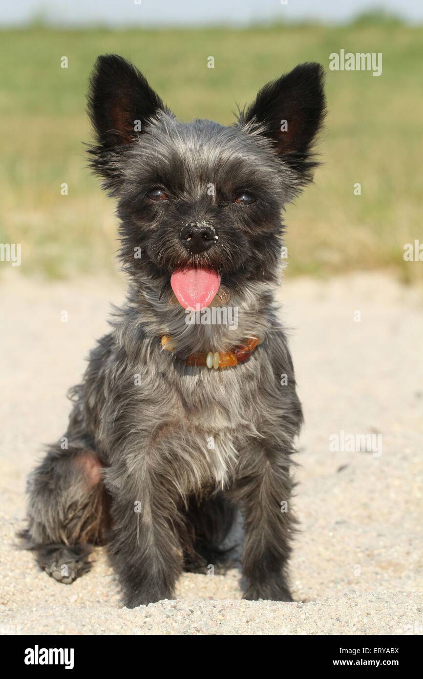 mongrel séance Banque D'Images