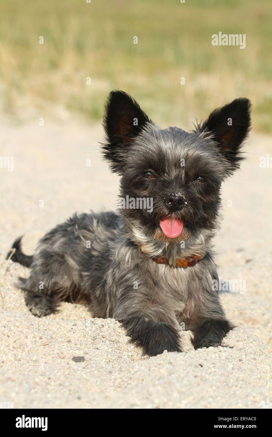 couché de mongrel Banque D'Images