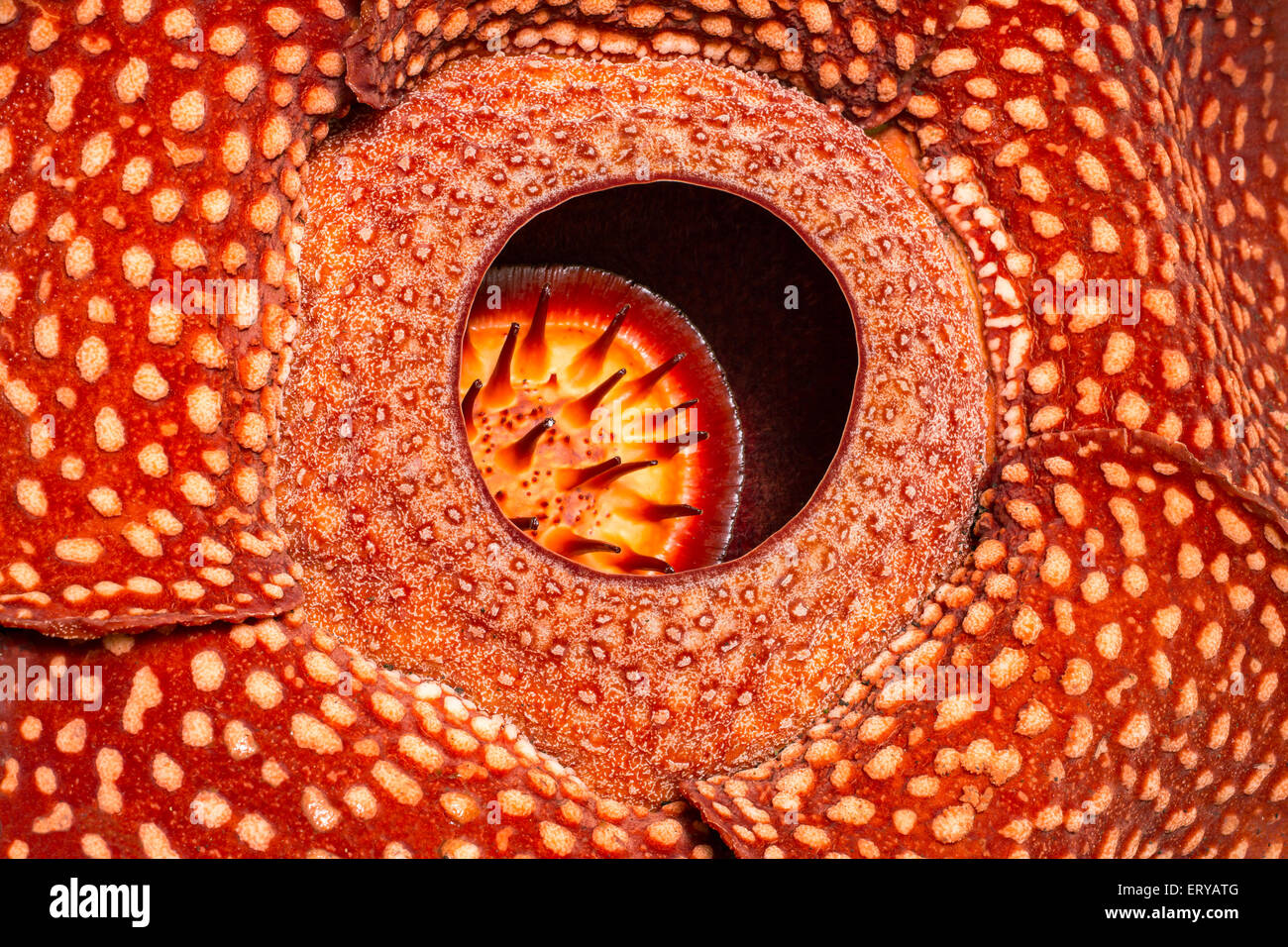 Rafflesia close-up, la plus grande fleur du monde , Sumatra, Indonésie Banque D'Images