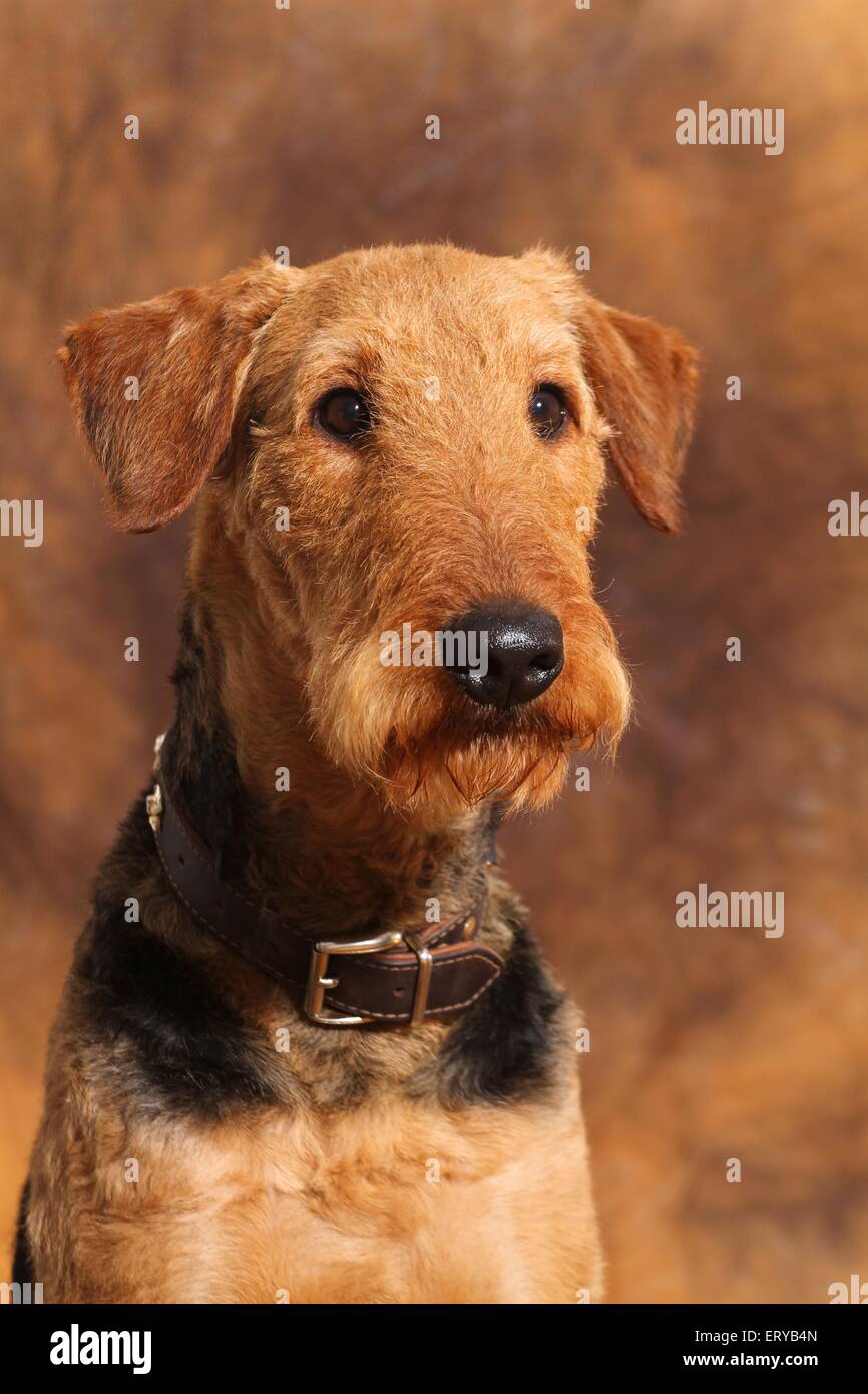 Airedale Terrier Portrait Banque D'Images