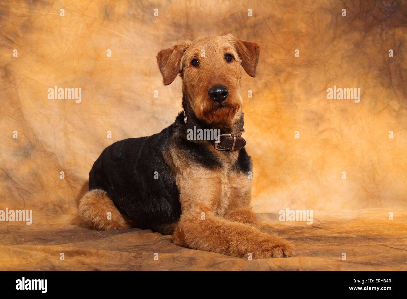 Airedale Terrier couché Banque D'Images