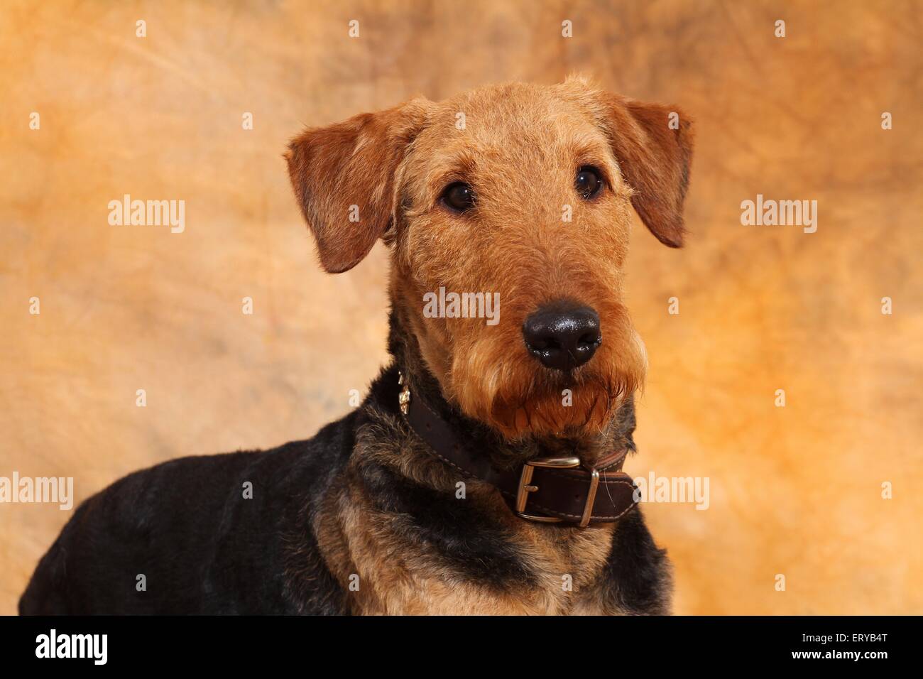 Airedale Terrier Portrait Banque D'Images