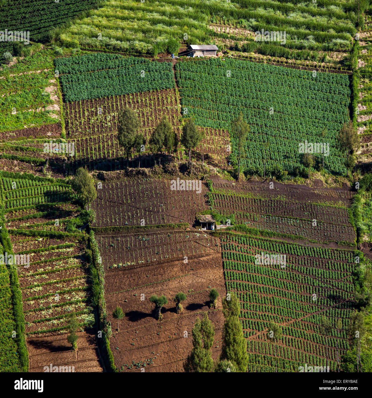 Des cultures de légumes sur les champs vallonnés. Java, Indonésie Banque D'Images