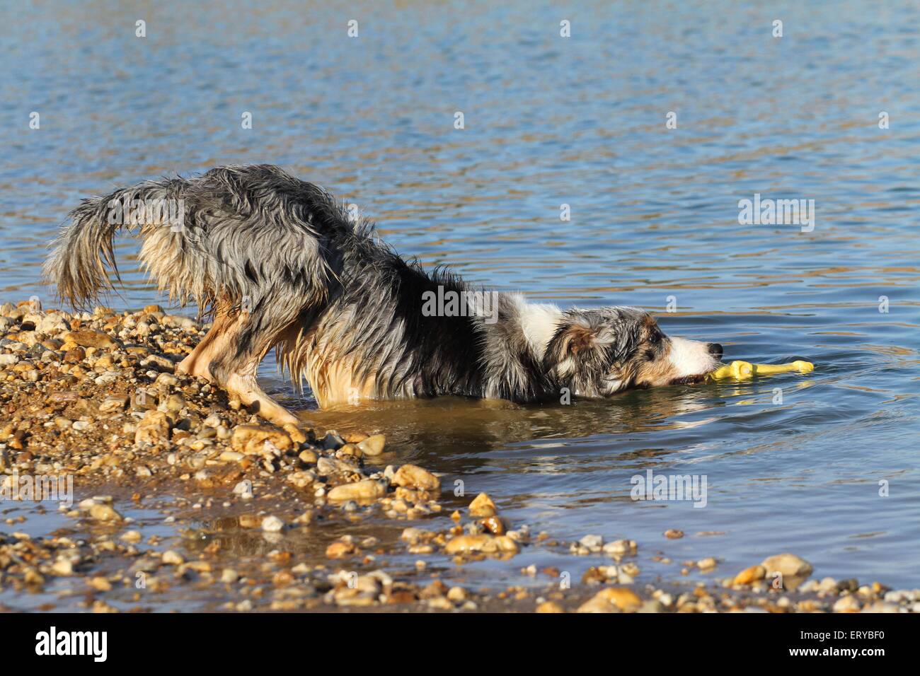 Jouer Border Collie Banque D'Images