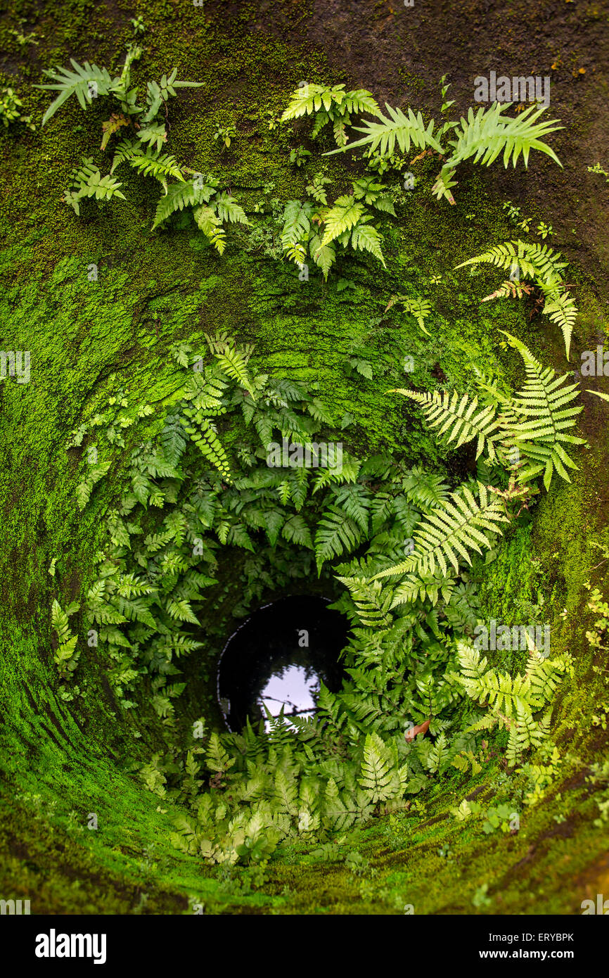 Ancien puits en pierre des murs couverts de plantes vertes Banque D'Images