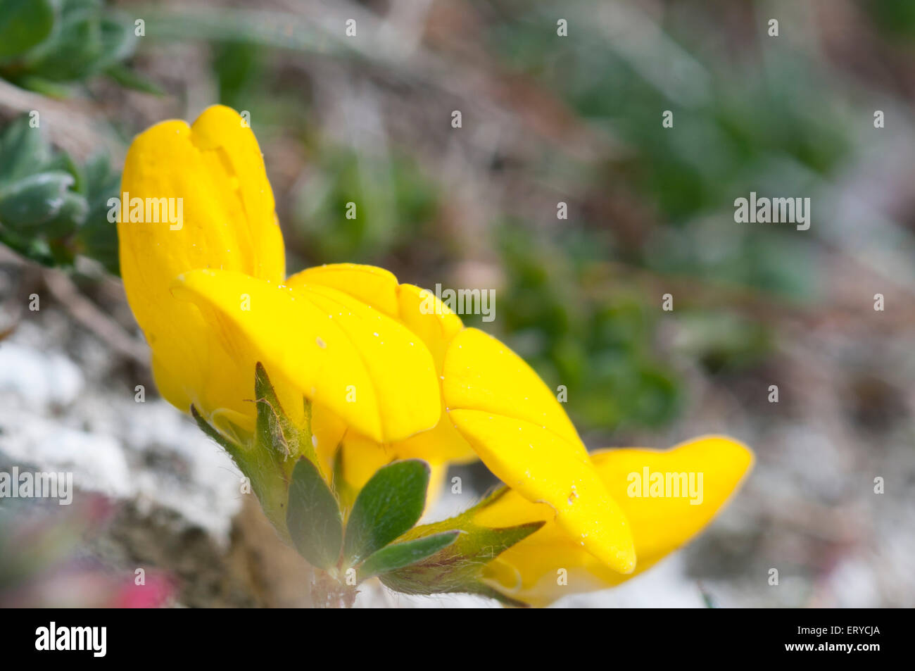 Close up des fleurs de la commune-trefoil Banque D'Images