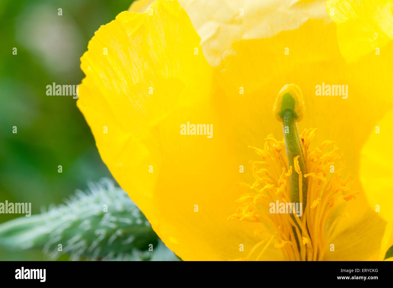 Un gros plan d'une fleur de pavot cornu jaune montrant l'étamine et les anthères Banque D'Images