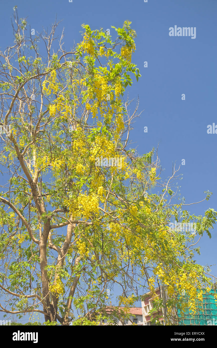 Laburnum ; Laburnum , arbre de chaîne doré , arbre de pluie doré , Bombay , Mumbai ; Maharashtra ; Inde , asie Banque D'Images