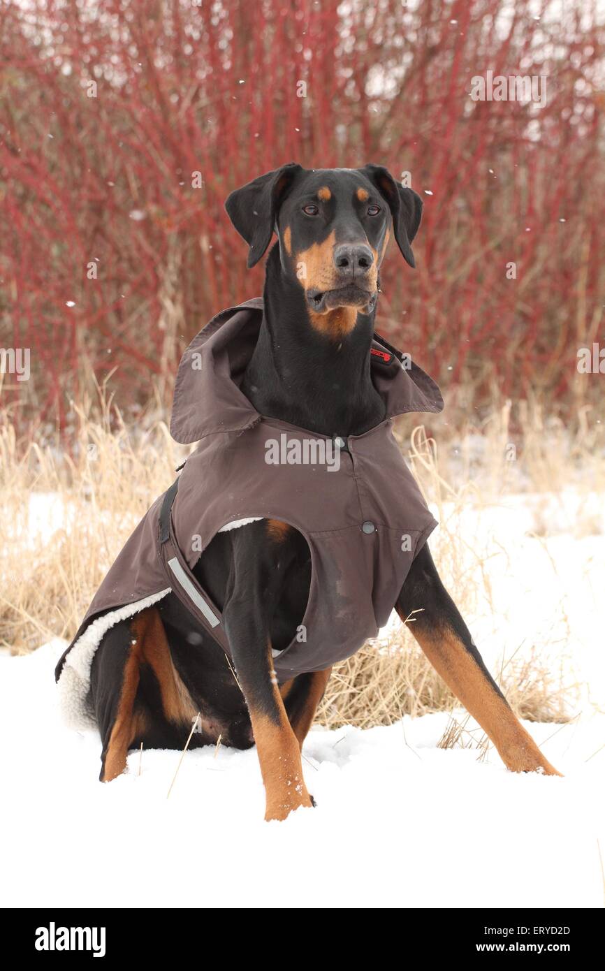 Assis Dobermann Banque D'Images