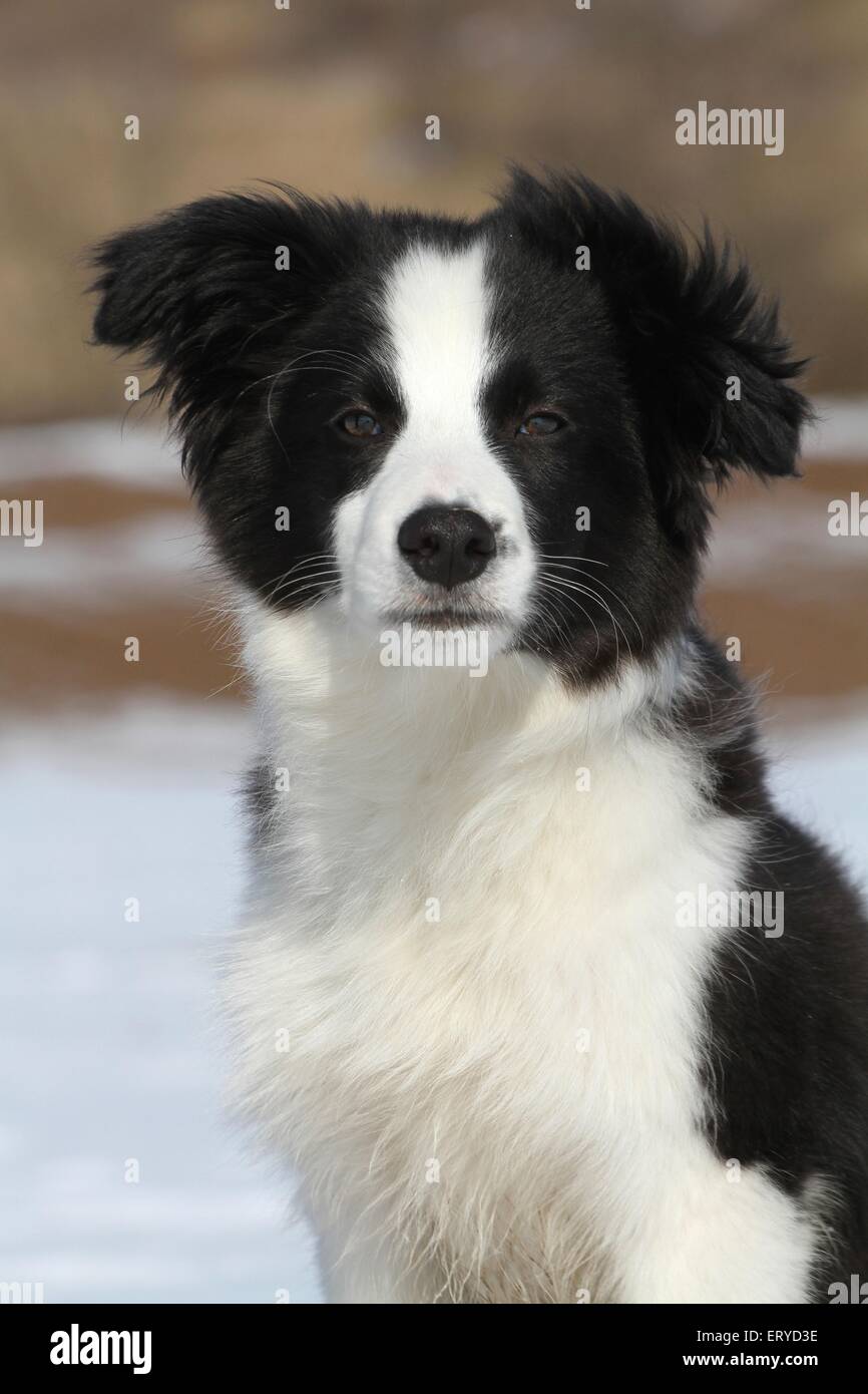 Border Collie Puppy Portrait Banque D'Images