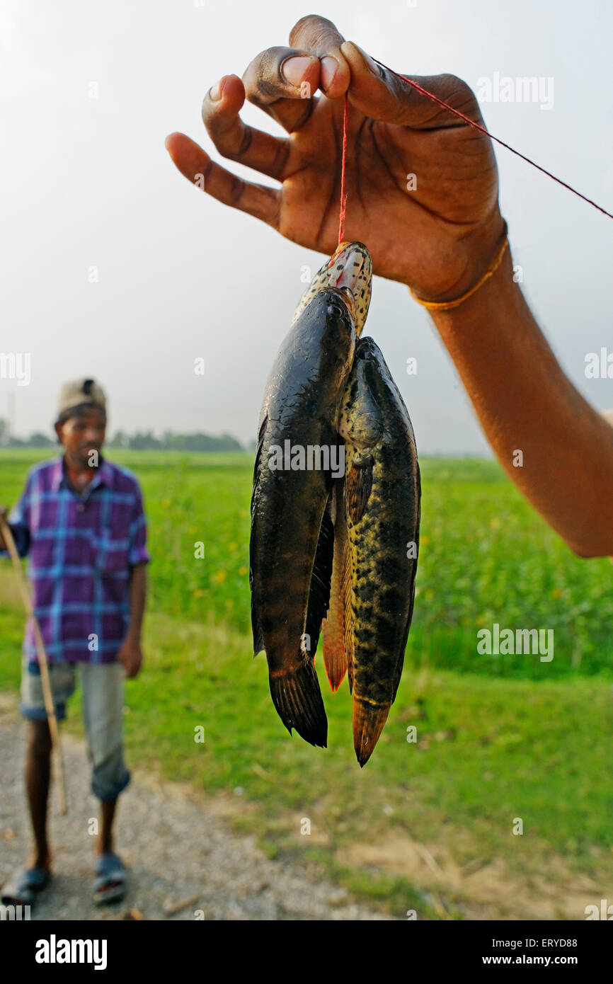 Homme tenant des poissons de rivière ; Kapilvastatu ; Kapilavatu , Taulihawa , Lumbini ; Népal , Asie Banque D'Images