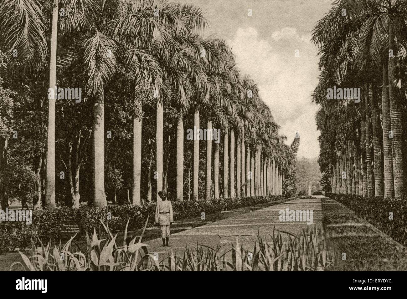 Vieux millésime 1900 photo de l'avenue des palmiers dans les jardins d'Eden ; Calcutta , Kolkata ; Bengale occidental ; Inde Banque D'Images