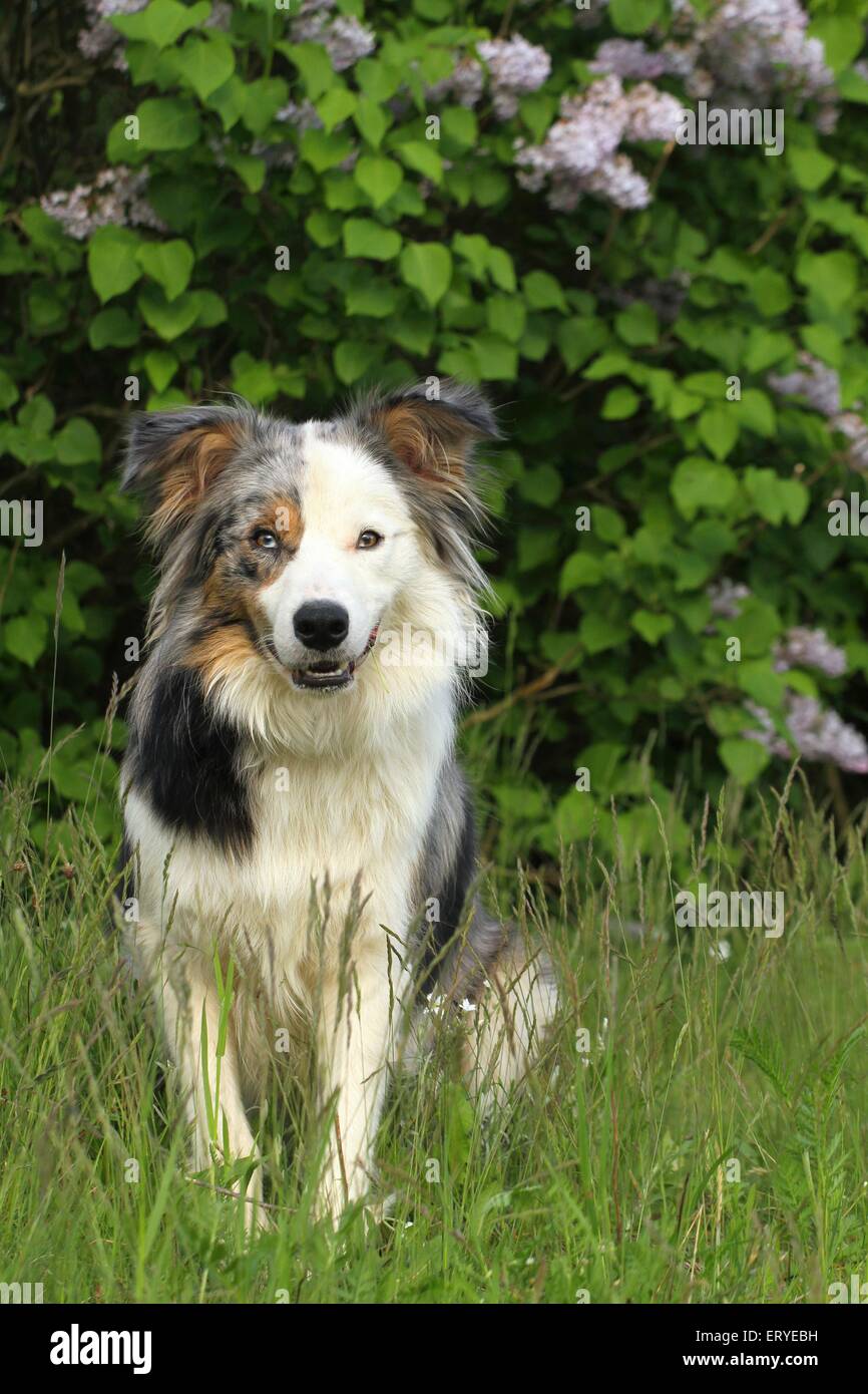 Dog border collie adult lilac Banque de photographies et d'images à haute  résolution - Alamy