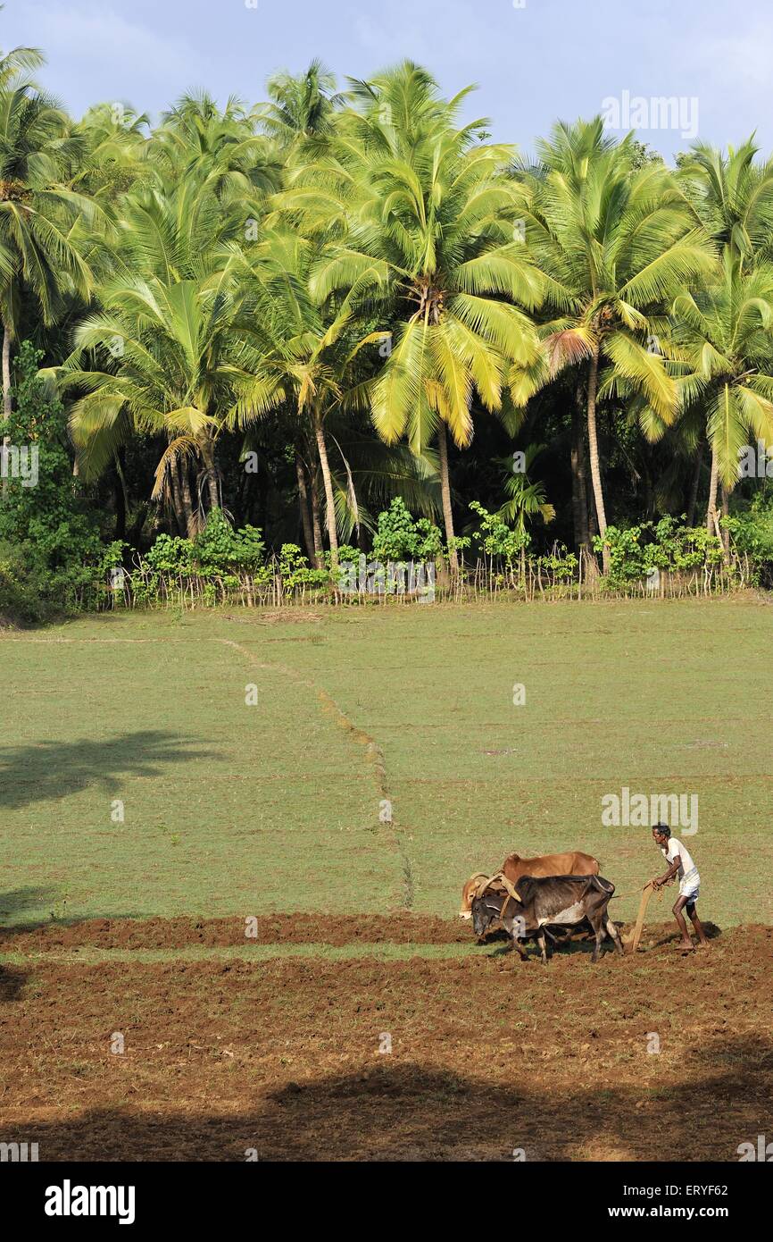 Farmer ploughing field en utilisant taureaux ; Terekhol ; Maharashtra Sindhudurg district ; Inde Banque D'Images