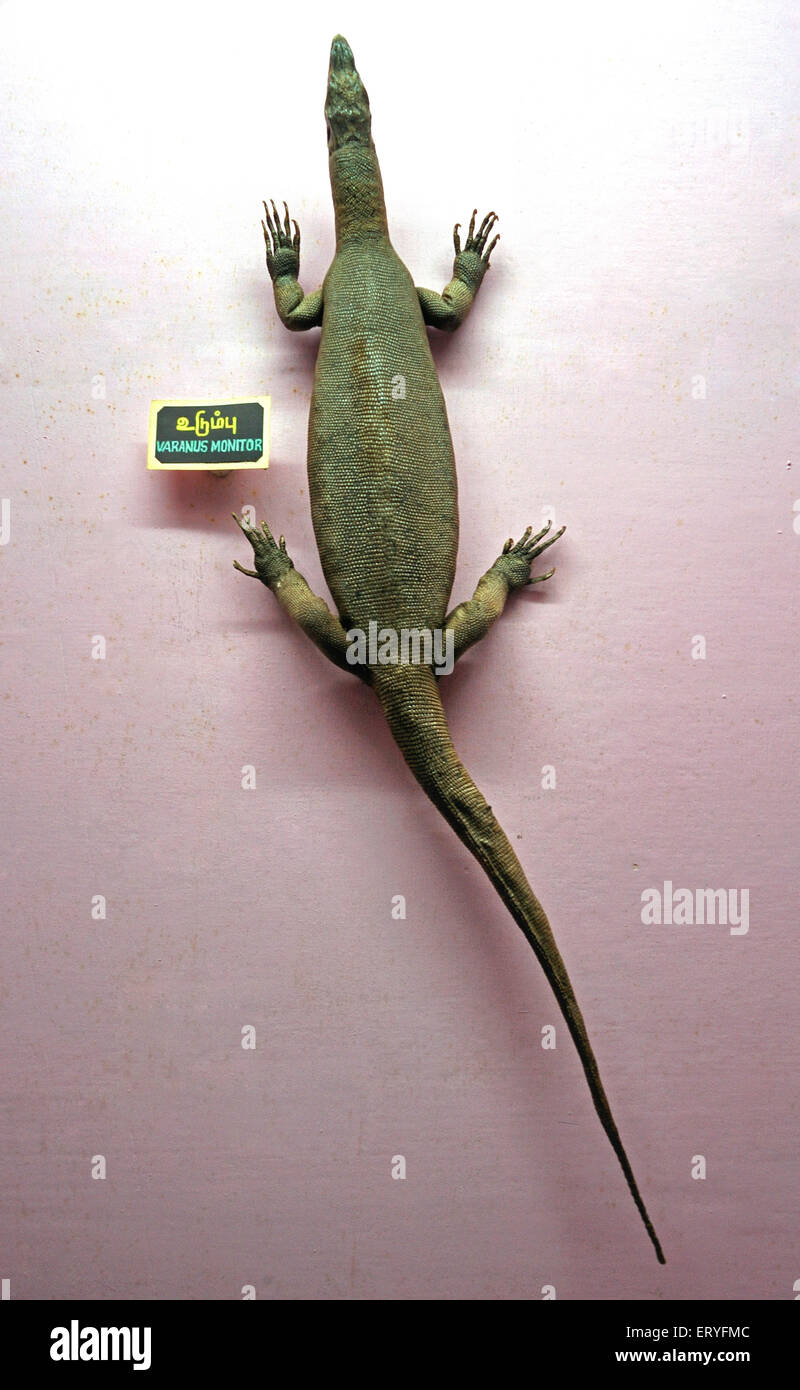 Varanus moniteur lizard , Banque D'Images