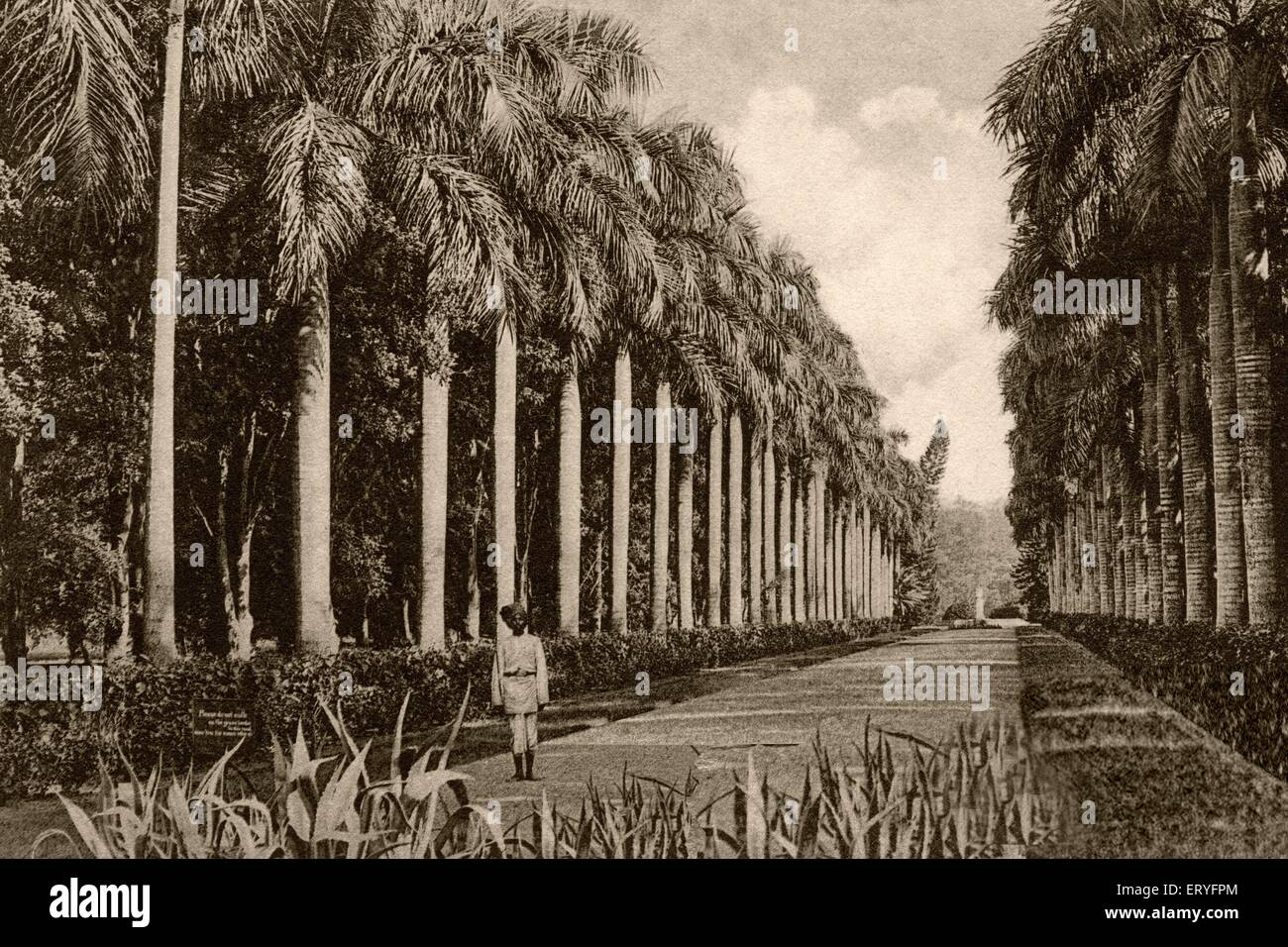Ancienne image vintage 1900s avenue des palmiers eden jardins ; Calcutta ,Kolkata ; Bengale-Occidental ; Inde Banque D'Images