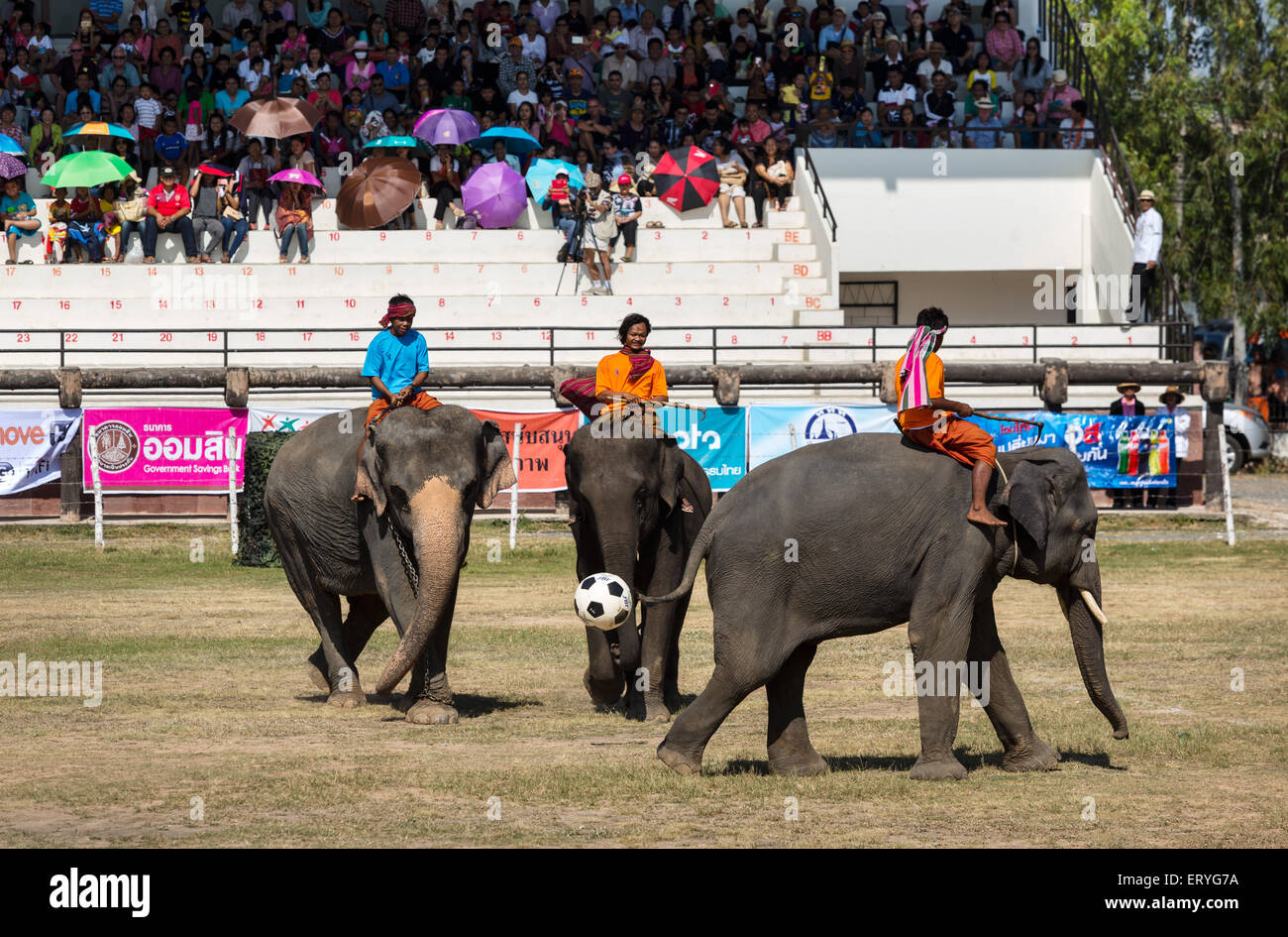 Les éléphants jouent au football, Festival de l'éléphant, l'éléphant Surin Round-up, province de Surin, Isan, l'Isaan, Thaïlande Banque D'Images